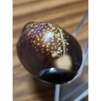 ราคา เบี้ยแก้หลวงพ่อเกษม เขมโก สุสานไตรลักษณ์ จ.ลำปาง รุ่นสุริยุปราคา ปี 2538 ( ตะกรุดเงิน ) ปลุกเสกในฤกษ์เวลาเกิดสุริยุปราคา (18491337983)