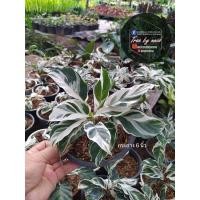 ราคา คล้าราชภัฏหรือคล้าด่างขาวWhite Fusion Peacock, Calathea Snow White (Calathea hybrid) (8762529098)