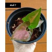 ราคา Syngonium ออมนาคแดง ต้นที่ 7 (2976090317)