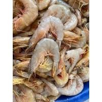 ราคา กุ้งแชบ้วยทะเลตัวสวย (12502420929)