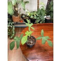 ราคา กุ้งโกส philodendron Florida ghost (9690592219)