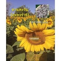 ราคา เมล็ดพันธุ์ทานตะวัน( อะควอร่า6) บรรจุ1,000 เมล็ด โชว์ดอกสวยงาม ทนแล้ง ให้ผลผลิตสูง (4919770908)