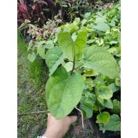 ราคา ผักสาบหรือผักอีนูน แพ๊ค3ถุง 120 บาท (21583455932)