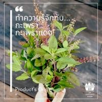 ราคา กะเพรา กะเพรา แดง กะเพราแดง ผัดกะเพรา ออร์แกนิค ปลอดสาร พร้อมรับประทาน ปลูกเองจากสวนหลังบ้าน ในกรุงเทพมหานคร (7245405494)