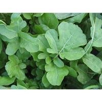 ราคา ผักสลัดอกูล่าร็อคเก็ต เมล็ดพันธุ์ 90-200 เมล็ด มีคู่มือปลูก (28373089512)