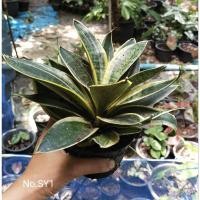 ราคา ลิ้นมังกรแคระด่าง Sansevieria trifasciata hort. ex Prain cv. Hahnii Variegata (24336312898)