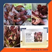 ราคา ผัดสลัดแดง - Red Romaine Lettuce บรรจุ 500เมล็ด คุณภาพดี ของแท้ 100% (1701095005)
