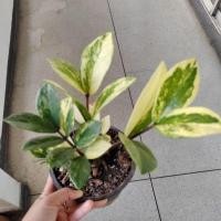 ราคา กวัก​มรกต​ด่าง​กวัก​ด่าง​ (25640602080)