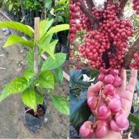 ราคา ต้นมะไฟสีชมพู กิ่งตอน ติดผลเร็วผลดก ต้นเตี้ย รสชาติหวานอร่อย ต้นสูงประมาณ 60ซม. ต้นแข็งแรงพร้อมปลูก (25102323301)