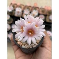 ราคา แคคตัส เทอบิ โลโฟ Turbi cactus (9169899035)