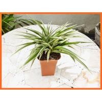 ราคา Gardem Home ต้นเศรษฐีเรือนนอก ( Spider Plant ) ไม้มงคลเด่นในด้านเสริมโชคเสริมลาภ เศรษฐีเรือนนอกพร้อมกระถาง ไม้ฟอกอากาศ (4447894485)
