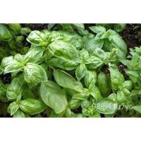 ราคา เมล็ด โหระพาอิตาลีใบใมะเขือ่ Heirloom 200 + เมล็ด100% อินทรีย์ไม่ Transgenic ที่มะเขือในสหรัฐอเมริกา มะเขือ (16693746941)