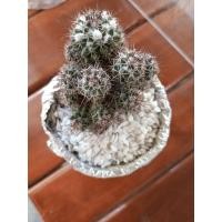 ราคา แมมดอกพิกุล แมมหนามพิกุล หนามพิกุล โคลนหนามแดง cactus Mammillaria Mammillaris (22147282927)