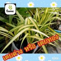 ราคา เตยด่าง หรือ เตยทอง #ไม้ประดับ #ไม้มงคล (9611446362)