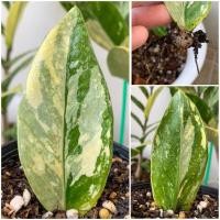 ราคา กวักมรกตด่างใบชำ มีรากแล้วทุกใบ มีตุ้ม มีหัวมีหน่อ ไม่เสี่ยงตาย กวักมรกตด่าง กวักมรกตด่างเหลือง กวักมรกตด่างขาว กวักมรกต (14408594114)