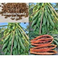 ราคา เมล็ดพันธุ์มะละกอครั่งต้นเตี้ย (27655029963)