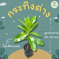 ราคา ต้นพันธุ์กระทิงด่าง สารภีทะเล สารภีแนน (16089882358)