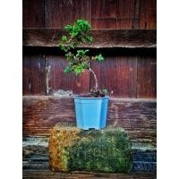 ราคา บอนไซสนเลื้อย หรือสนจูนิเปอร์ในกระถาง วางประดับบ้าน โต๊ะทำงาน ต้องการแดด 4-6 ชั่วโมงต่อวัน (24504736612)