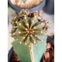 ราคา LB 2178 hybrid ด่าง (5955545136)