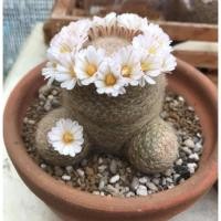 ราคา แมมเลนต้า mammillaria lenta กราฟตอ หนามดำ ตอสามเหลี่ยม (9588960787)