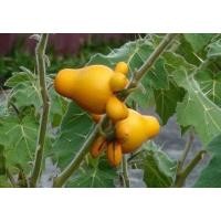 ราคา เมล็ดมะเขือการ์ตูน50-60 เมล็ด (9240344992)