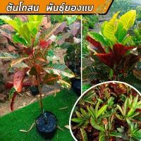 ราคา ต้นโกสน พันธ์ุ ยองแบ โกสน ต้นโกสนยองแบ รากเต็ม พร้อมปลูก (22135806217)