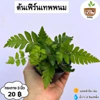 ราคา ต้นเฟิร์นเทพพนม จัดส่ง 2 ต้นขึ้นไป คละแบบได้ (20329127845)