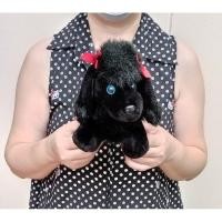 ราคา ตุ๊กตาน้องหมาพุดเดิ้ล สีดำ Black Poodle Puppy Dog สภาพเหมือนใหม่ ขนาด 9 นิ้ว ( หน้าถึงหาง ) (14126985314)