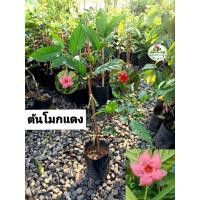 ราคา ต้นโมกแดง โมกแดง โมกราตรี ดอกสวย (26257402597)