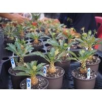 ราคา มะพร้าวทะเลทราย อายุปี DorsteniaHorwoodii ฟอร์มกอโขดสวย กระถาง3 นิ้ว ฟอร์มกอโขดอ้วนทั้งร้าน พร้อมให้เมล็ด มะพร้าวใบหยัก (7697552828)