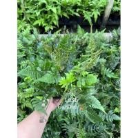 ราคา ต้นเฟิร์นเทพพนม ☘️Heterogonium pinnatum (Copel) Holttum (16640865408)