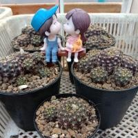 ราคา เฟเรีย ติดฝักเอง แคคตัส กระบองเพชร ติดฝักทุกกระถาง เพาะเมล็ดง่าย (7150927630)