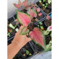 ราคา ปลาบู่ทอง บอนสี โบราณสีสวยมากๆ (10461717308)