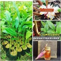 ราคา ต้นว่านดอกทอง ว่านมหาเสน่ห์ เมตตามหานิยม ว่านราคะ ชำถุงขยายกอพร้อมปลูก สินค้าเสียหายยินดีเคลมฟรี (29709755525)