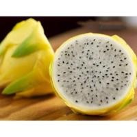 ราคา กิ่งพันธุ์แก้วมังกรเหลืองอิสราเอล(มีราก) (1515344928)