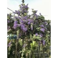 ราคา ต้นพวงคราม ออสเตรเลีย กำลังเลื้อย พร้อมลงดิน (17124732055)