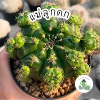 ราคา A Little cactus| แคคตัส กระบองเพชร ยิมโนแม่ลูกดก กระถาง 4 นิ้ว (21393359006)