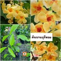 ราคา ต้นบานบุรีดอกหอม บานบุรีหอม (29278667461)
