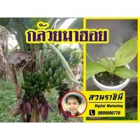 ราคา กล้วยมาฮอย ต้นกล้วยมาฮอย หน่อกล้วยมาฮอย พันธ์กล้วยมาฮอย กล้วยแปลก กล้วยประดับ ออกเครือที่ละ 4-5 เครือพร้อมกัน (2993256122)