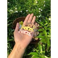 ราคา กิ๊บติดผมน้องแมวจุด (25525770868)