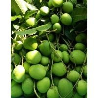 ราคา มะม่วงเบา มะม่วงเปรี้ยว 1 กก สดๆจากต้น (16004772467)