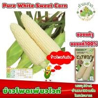 ราคา [ซองแท้ 30ml.] เมล็ดพันธุ์ ข้าวโพด เพียวไวท์ Pure White Hokkaido Sweet Corn ข้าวโพดฮอกไกโด ข้าวโพดนมสด ข้าวโพดญี่ปุ่น (5038237563)