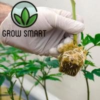 ราคา Rockwool ร็อควูล ก้อนเพาะปลูกต้นกล้า เพาะเมล็ด เพาะชำ ไฮโดรโปนิค Grow Smart Grodan rockwool (22552787461)