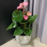 ราคา กระถางดินเผา 8 นิ้ว พร้อมถาดรอง (6735858205)