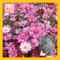 ราคา เมล็ดคอสมอส ดาวกระจายฝรั่ง คละสี(Mixed Seeds) 12000เมล็ด (20กรัม) (5725720927)