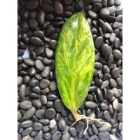 ราคา กวักมรกตด่าง ใบชำมีราก (22571970563)