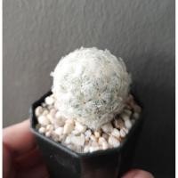 ราคา แคคตัสและอื่นๆน่ารัก​ขายถูกสุดๆ​ (9718109688)