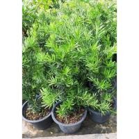 ราคา ต้นสนใบพายทรงสวย (กทม) (11698905733)