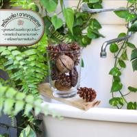 ราคา Pine Cone (Set Of 3) ลูกสน แห้ง ดอกไม้แห้ง ลูกไม้ อบแห้ง ลูกสนจริง ต้นสน เทศกาล ต้น คริสต์มาส ตกแต่งบ้าน คาเฟ่ (7391797036)