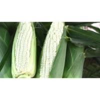 ราคา ต้นกล้าข้าวโพดหวาน สีขาว ฮอกไกโด ทานสุกได้ ทานสดได้ หวานกรอบ ต้นกล้า 19 บาท ซื้อ 10 แถม2 เพียวไวท์ ฮอกไกโด (21877648110)